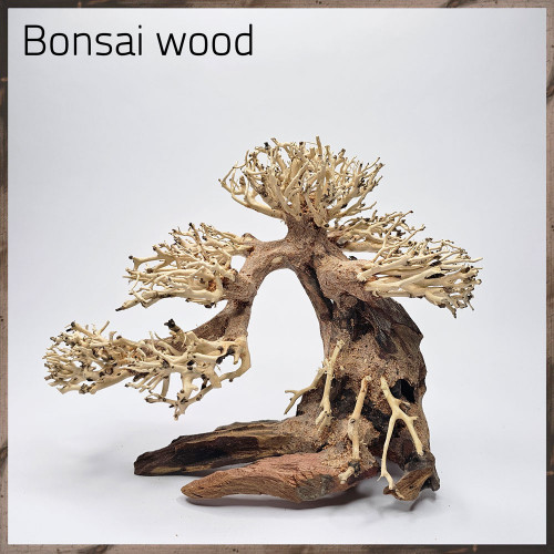 خشب من النوع Bonsai wood مجسم رقم 16 خشب من النوع Bonsai wood مجسم رقم 16