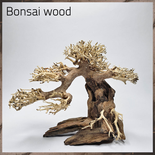 خشب من النوع Bonsai wood مجسم رقم 17 خشب من النوع Bonsai wood مجسم رقم 17