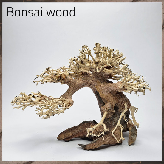 خشب من النوع Bonsai wood مجسم رقم 19