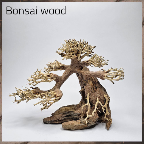 خشب من النوع Bonsai wood مجسم رقم 20 خشب من النوع Bonsai wood مجسم رقم 20