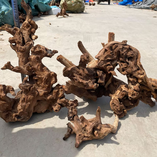 خشب متحجر من النوع Coral Wood مقاس وسط وكبير (معالج) خشب متحجر من النوع Coral Wood مقاس وسط وكبير (معالج)