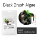 مكافح الطحالب العنيدة اللحية السوداء - Black Brush Algae مكافح الطحالب العنيدة اللحية السوداء - Black Brush Algae