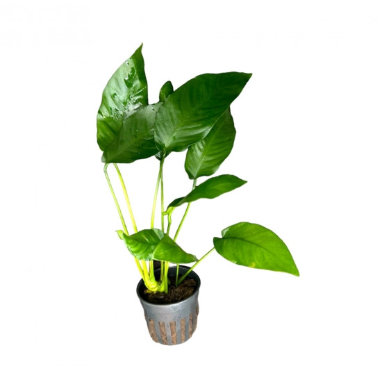 SLT AQUA - Anubias Nana XL SLT AQUA - Anubias Nana XL
