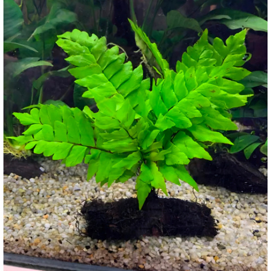 SLT AQUA - POLY Californicum XL with wood