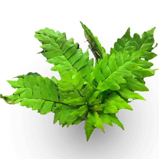 SLT AQUA - POLY Californicum XL with wood