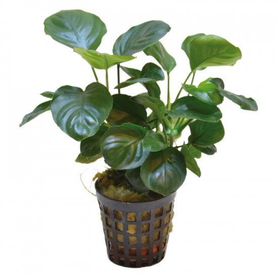 SLT AQUA - Anubias Coin XL