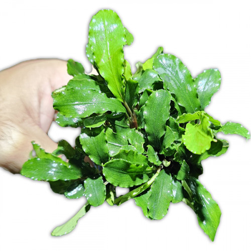 SLT AQUA - bucephalandra sp green XXL