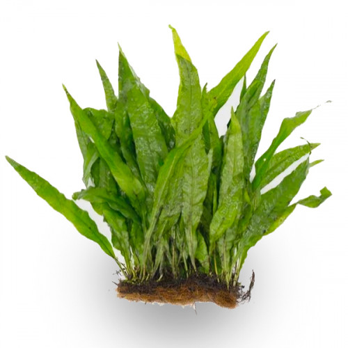 SLT AQUA - java fern 2in1 XL SLT AQUA - java fern 2in1 XL