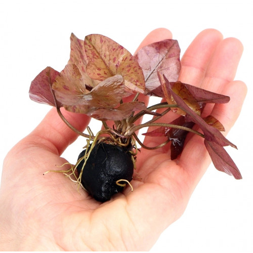 SLT AQUA - Nymphaea lotus mini