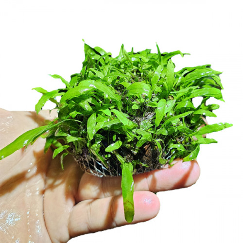 SLT AQUA - java fern