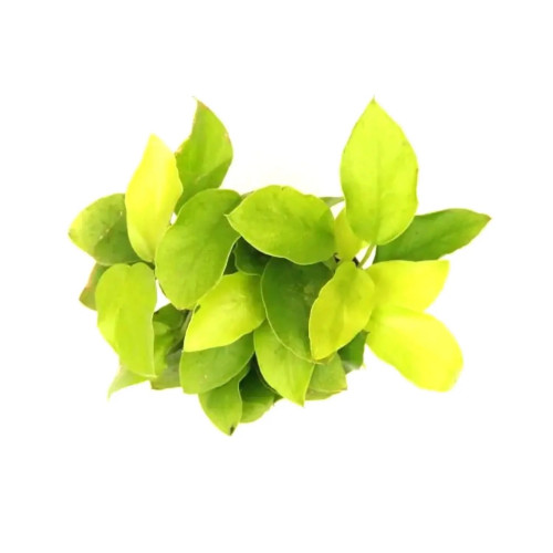 SLT AQUA - Anubias gold XL SLT AQUA - Anubias gold XL