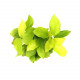 SLT AQUA - Anubias gold XL SLT AQUA - Anubias gold XL