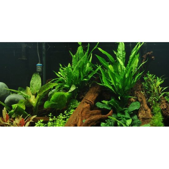 Tropica - Microsorum pteropus