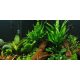 Tropica - Microsorum pteropus