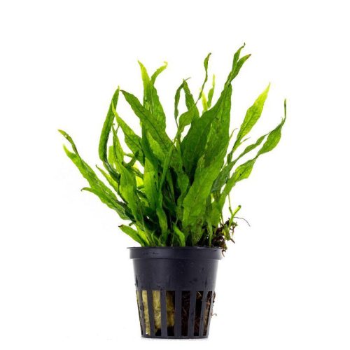 Tropica - Microsorum pteropus Tropica - Microsorum pteropus