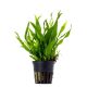 Tropica - Microsorum pteropus