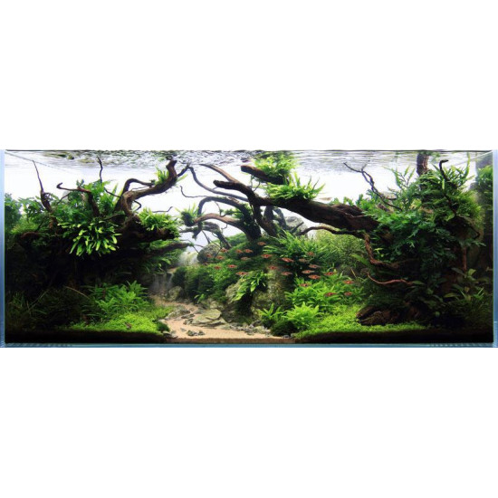 خشب متحجر من النوع Driftwood حجم L (معالج)