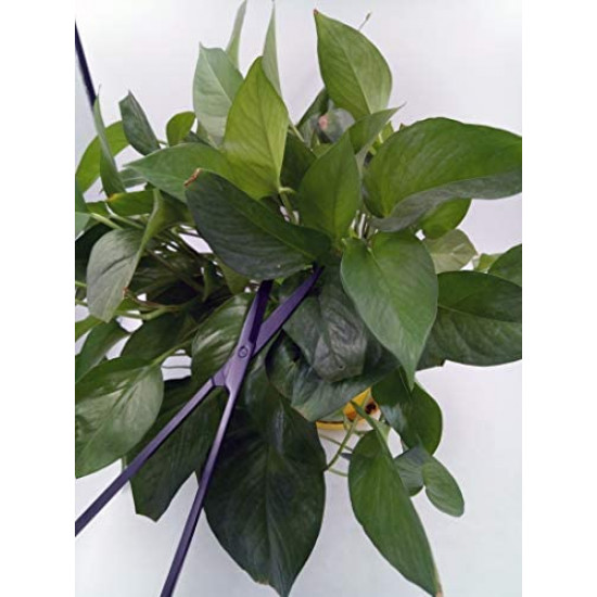 مقص مستقيم لقص النباتات بحجم 25سم (أسود) مقص مستقيم لقص النباتات بحجم 25سم (أسود)