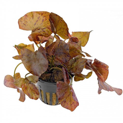 - Nymphaea lotus' - Nymphaea lotus'