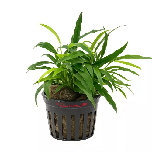 SLT AQUA - Anubias dragon claw XL