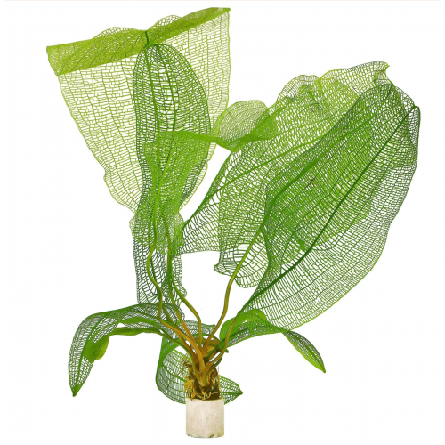 SLT AQUA - Aponogeton madagascariensis SLT AQUA - Aponogeton madagascariensis