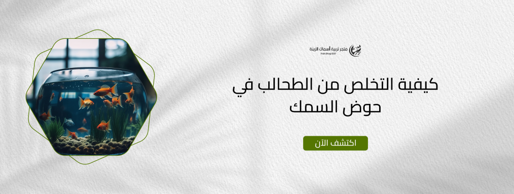 كيفية التخلص من الطحالب في حوض السمك