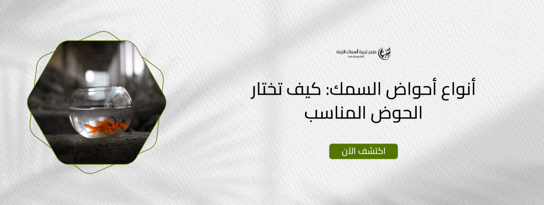 أنواع أحواض السمك: كيف تختار الحوض المناسب أنواع أحواض السمك: كيف تختار الحوض المناسب