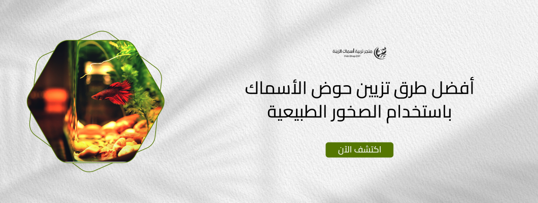 أفضل طرق تزيين حوض الأسماك باستخدام الصخور الطبيعية