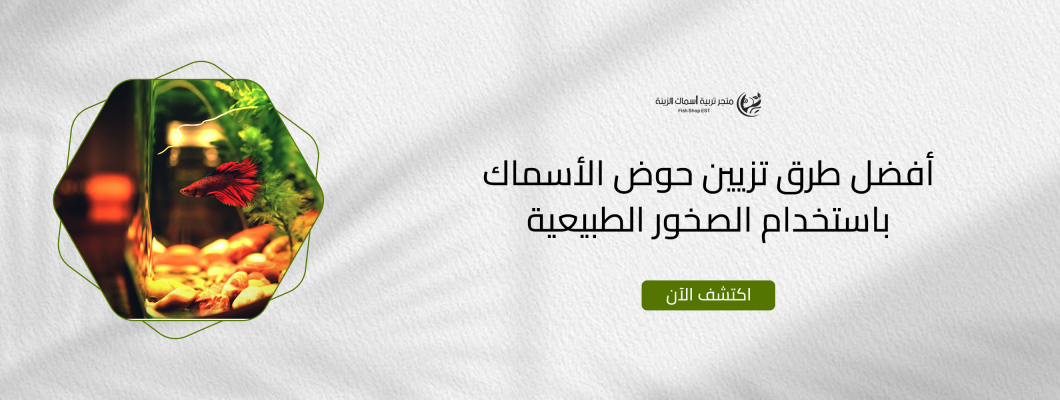 أفضل طرق تزيين حوض الأسماك باستخدام الصخور الطبيعية أفضل طرق تزيين حوض الأسماك باستخدام الصخور الطبيعية