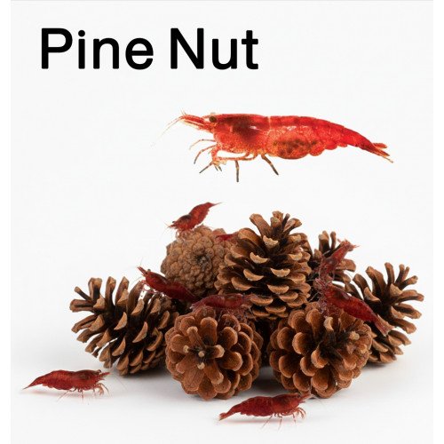 ثمار الصنوبر الخاصة لربيان أو الشريمب - Pine Nut for shrimp