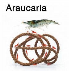 أغصان أراوكاريا الخاصة لربيان أو الشريمب - Araucaria for shrimp