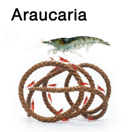 أغصان أراوكاريا الخاصة لربيان أو الشريمب - Araucaria for shrimp أغصان أراوكاريا الخاصة لربيان أو الشريمب - Araucaria for shrimp