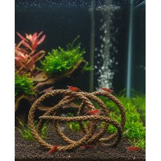 أغصان أراوكاريا الخاصة لربيان أو الشريمب - Araucaria for shrimp