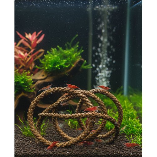 أغصان أراوكاريا الخاصة لربيان أو الشريمب - Araucaria for shrimp