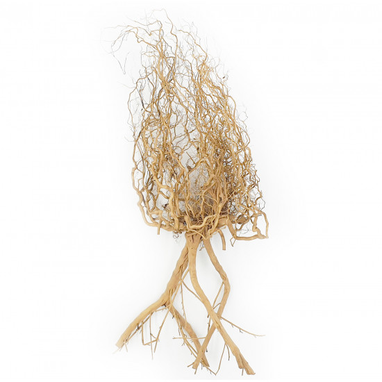 خشب متحجر من النوع Whiskers Wood لتصميم الأحواض الصغيرة خشب متحجر من النوع Whiskers Wood لتصميم الأحواض الصغيرة