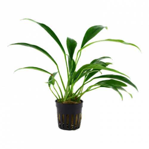 SLT AQUA - Anubias Minima XL