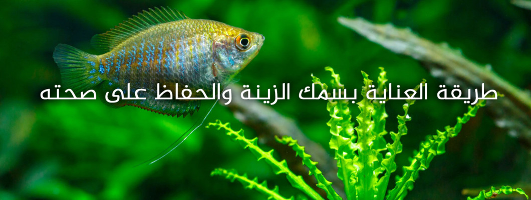 طريقة العناية بسمك الزينة والحفاظ على صحته طريقة العناية بسمك الزينة والحفاظ على صحته