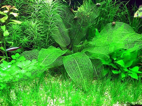 SLT AQUA - Aponogeton madagascariensis SLT AQUA - Aponogeton madagascariensis