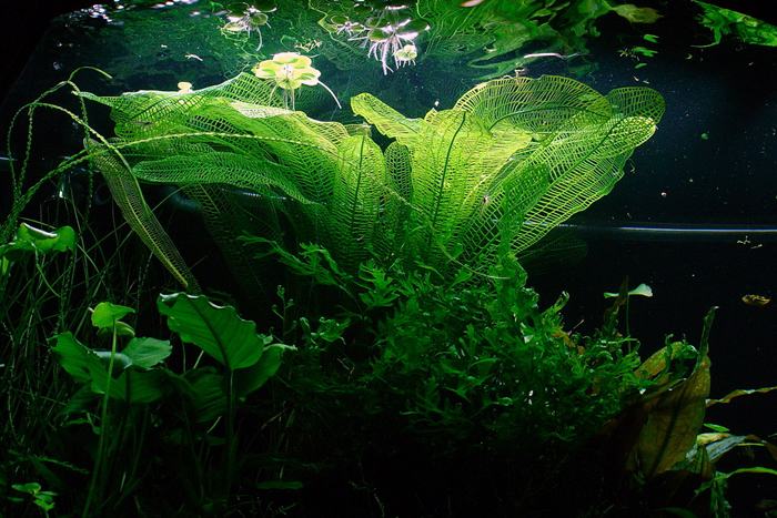 SLT AQUA - Aponogeton madagascariensis SLT AQUA - Aponogeton madagascariensis