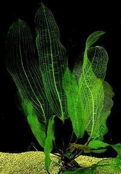 SLT AQUA - Aponogeton madagascariensis SLT AQUA - Aponogeton madagascariensis