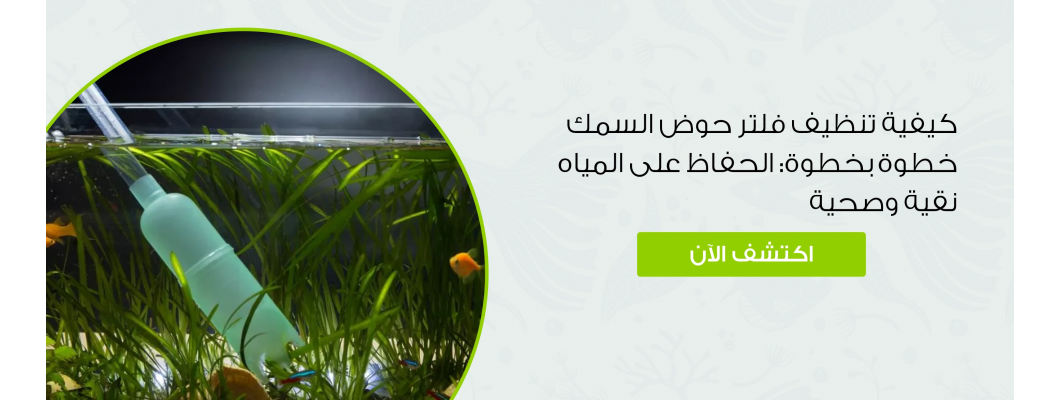 كيفية تنظيف فلتر حوض السمك خطوة بخطوة