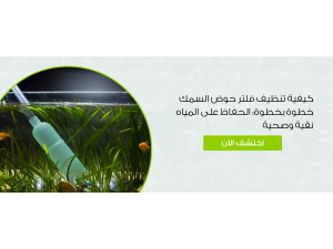 كيفية تنظيف فلتر حوض السمك خطوة بخطوة