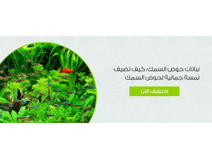 نباتات حوض السمك: كيف تضيف لمسة جمالية لحوض السمك