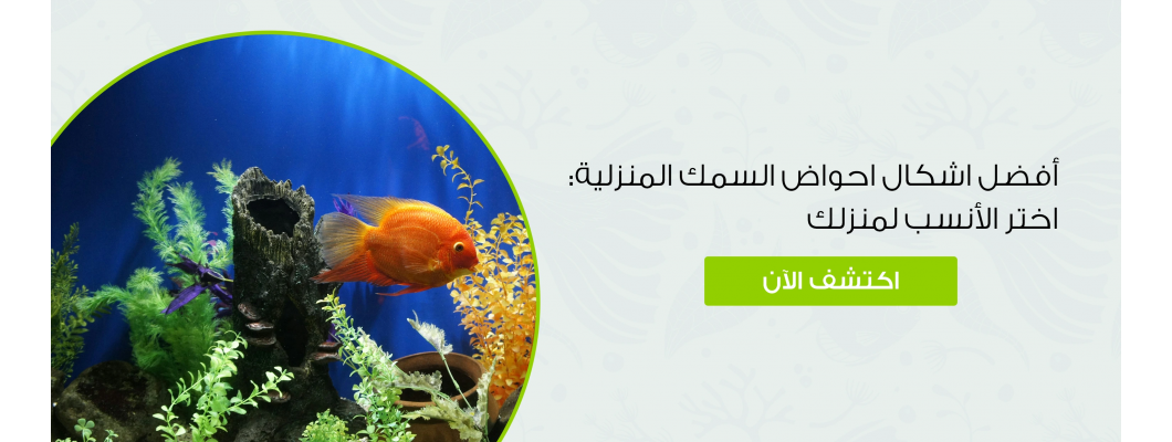 أفضل اشكال احواض السمك المنزلية: اختر الأنسب لمنزلك