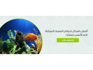 أفضل اشكال احواض السمك المنزلية: اختر الأنسب لمنزلك أفضل اشكال احواض السمك المنزلية: اختر الأنسب لمنزلك