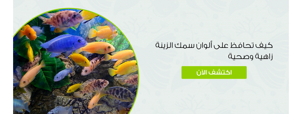 كيف تحافظ على ألوان سمك الزينة زاهية وصحية كيف تحافظ على ألوان سمك الزينة زاهية وصحية