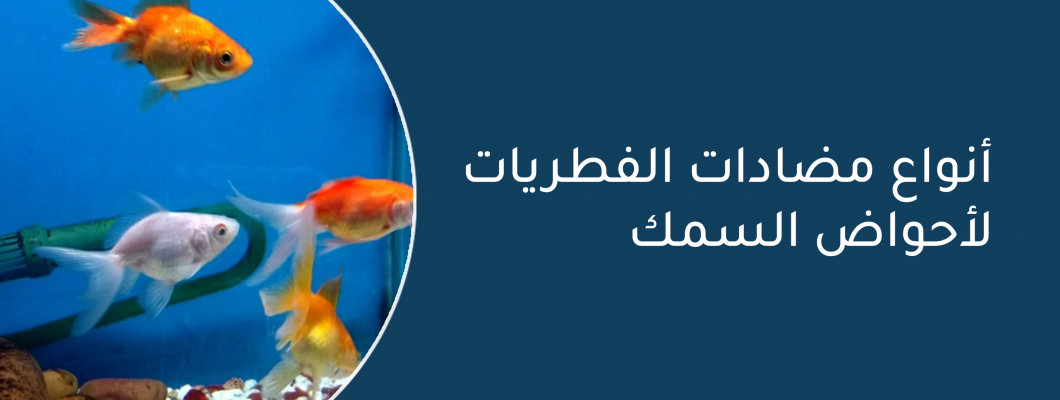 أنواع مضادات الفطريات لأحواض السمك أنواع مضادات الفطريات لأحواض السمك