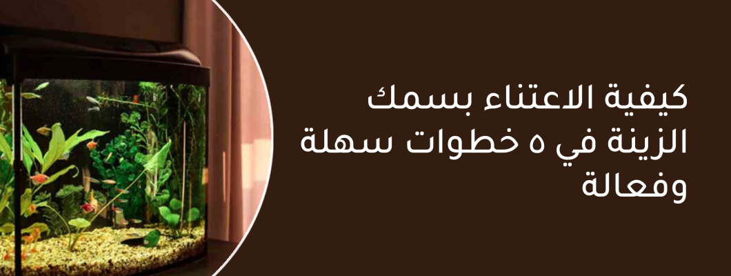كيفية الاعتناء بسمك الزينة في 5 خطوات سهلة وفعالة كيفية الاعتناء بسمك الزينة في 5 خطوات سهلة وفعالة