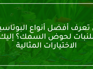 هل تعرف أفضل أنواع البوتاسيوم للنبات لحوض السمك؟ هل تعرف أفضل أنواع البوتاسيوم للنبات لحوض السمك؟