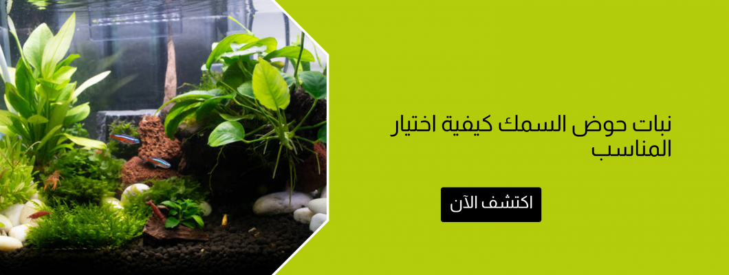 نبات حوض السمك كيفية اختيار المناسب نبات حوض السمك كيفية اختيار المناسب